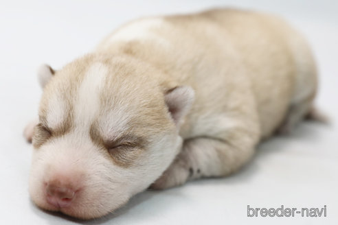 成約済の神奈川県のシベリアンハスキー-359303の3枚目